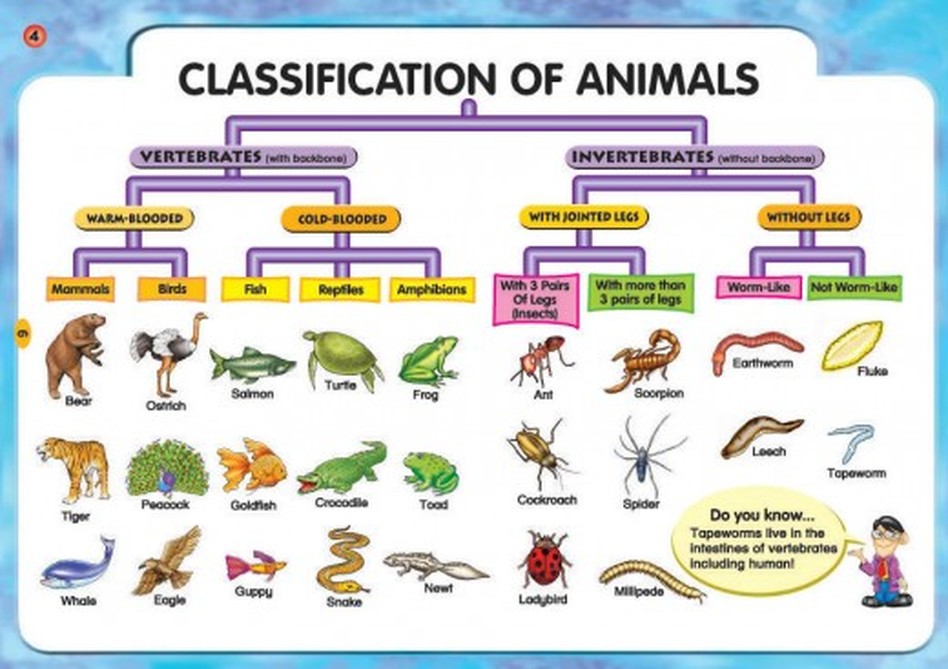 Classifications Chart